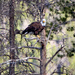 American Bald Eagle by lynne5477