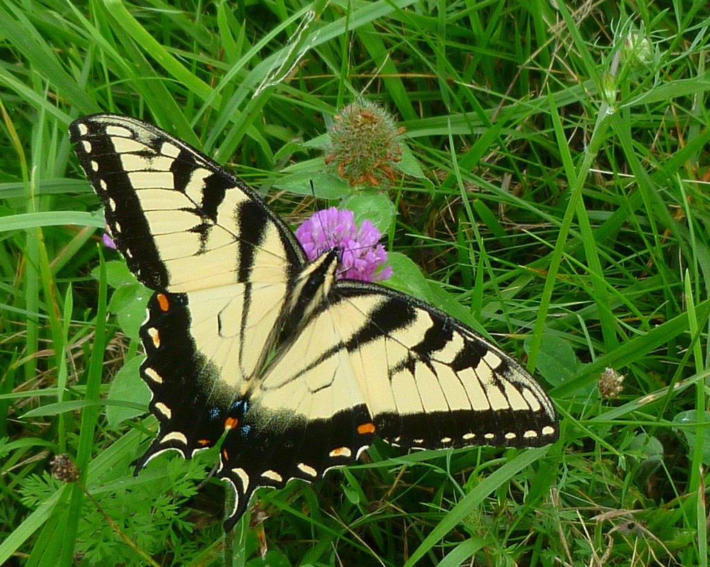 Swallowtail on Clover by calm