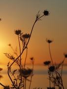 23rd Jul 2015 - Queen Anne's Lace