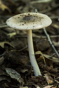 23rd Jul 2015 - There's a Fungus Among Us