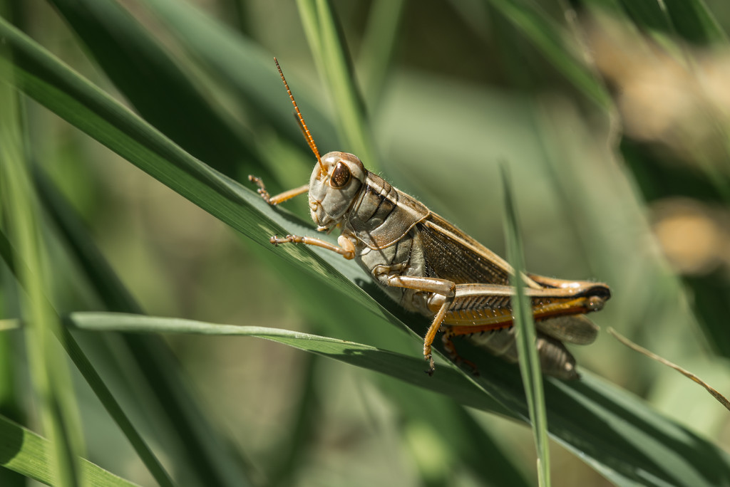 Grasshopper Basking in the Sun by taffy