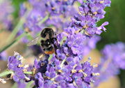24th Jul 2015 - Lavender Honey 