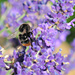 Lavender Honey  by wendyfrost
