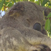 Morning dew by koalagardens