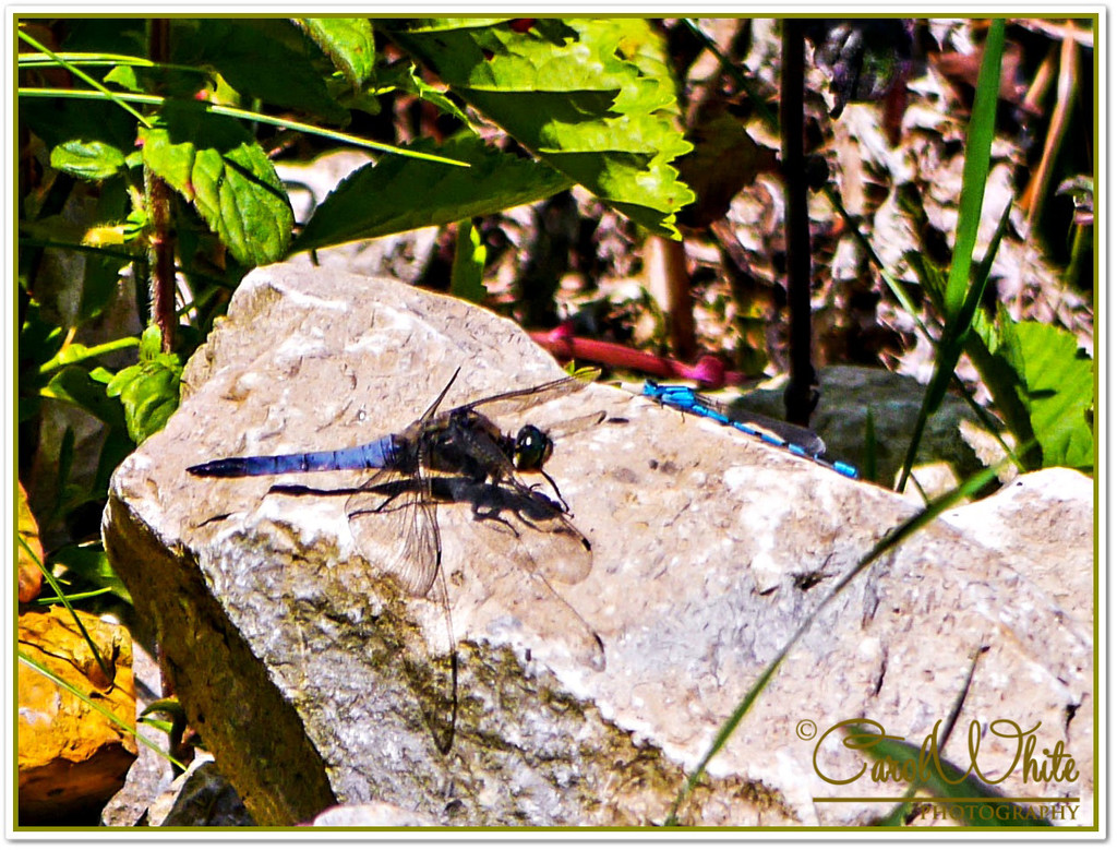 Black-tailed Skimmer Dragonfly and Damselfly by carolmw
