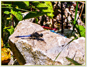 24th Jul 2015 - Black-tailed Skimmer Dragonfly and Damselfly