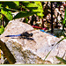 Black-tailed Skimmer Dragonfly and Damselfly by carolmw