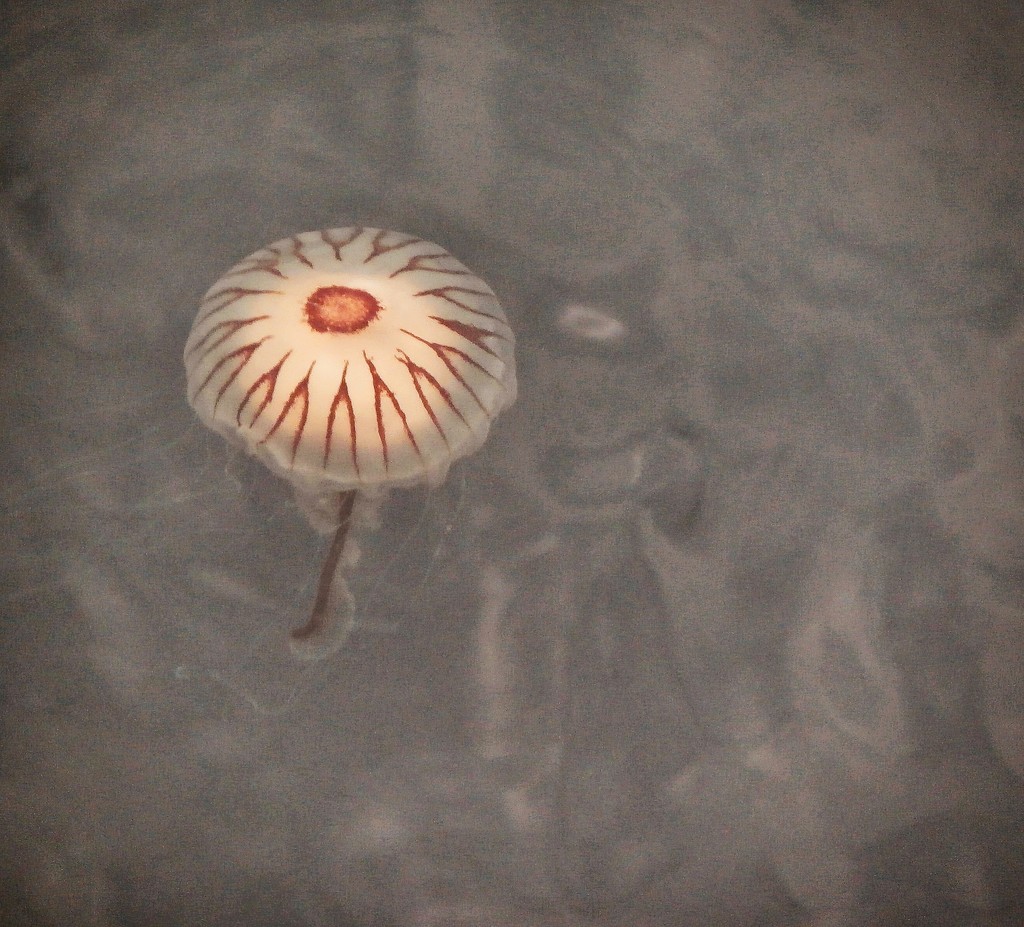 Jellyfish by swillinbillyflynn
