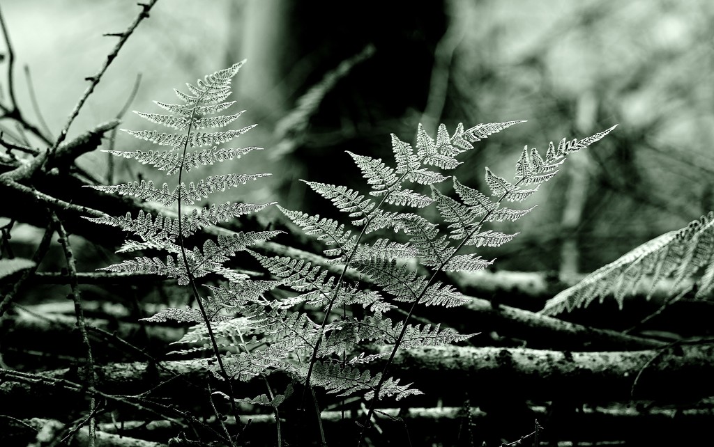 Forest Floor Ferns ..... (For Me) by motherjane