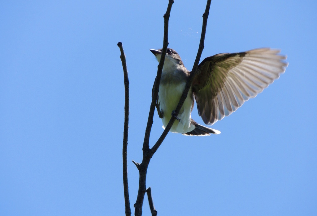 Eastern Kingbird by sunnygreenwood