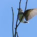 Eastern Kingbird by sunnygreenwood