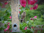 23rd Jul 2015 - I'm only a poor little Sparrow !