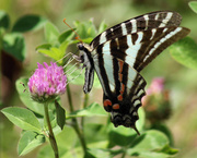 24th Jul 2015 - Zebra Swallowtail
