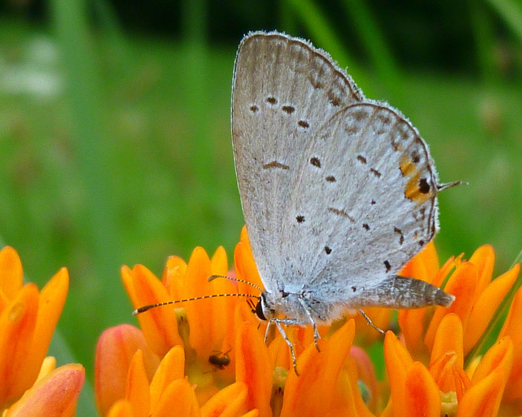 Dining on Butterfly Weed by calm