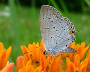 24th Jul 2015 - Dining on Butterfly Weed