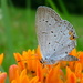Dining on Butterfly Weed by calm