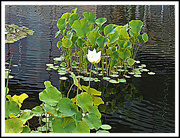25th Jul 2015 - He Took One Look at the Lily Pad