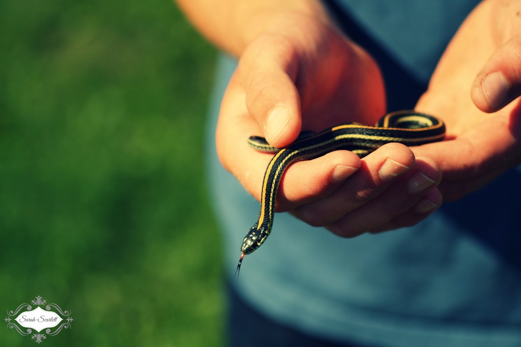 Garter Snake by sarahlh