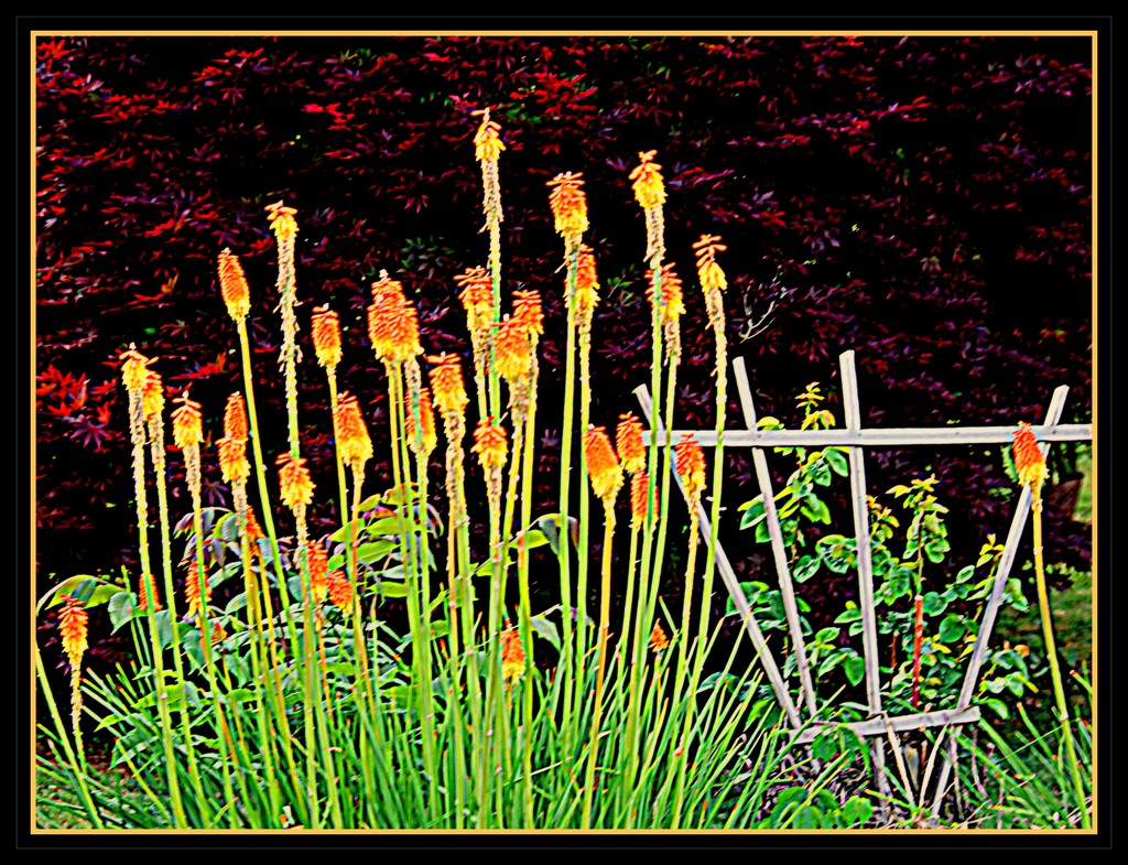 Kniphofia (Red Hot Poker) or Torch Lilies by vernabeth
