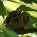 fledgling by amyk
