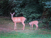 24th Jul 2015 - ~Mom and her baby~