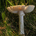 Translucent Mushroom by loweygrace