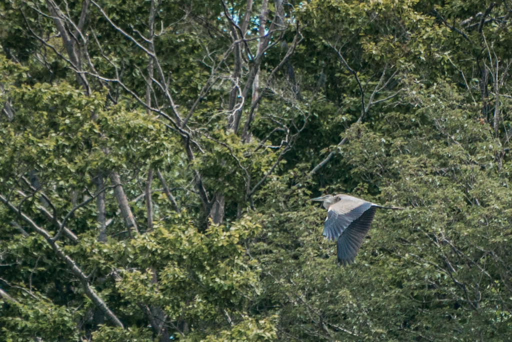 Blue Heron Does a Fly-By by taffy