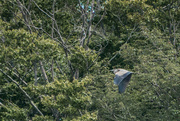 24th Jul 2015 - Blue Heron Does a Fly-By