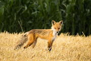 24th Jul 2015 - fox