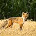 fox by aecasey