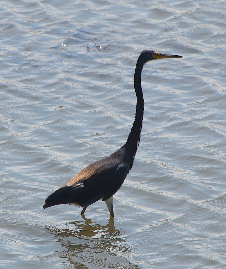 Tri-colored heron  wading in the mud flats fishing by congaree