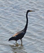 25th Jul 2015 - Tri-colored heron  wading in the mud flats fishing