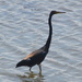 Tri-colored heron  wading in the mud flats fishing by congaree