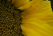 13th Jul 2015 - Sunflower