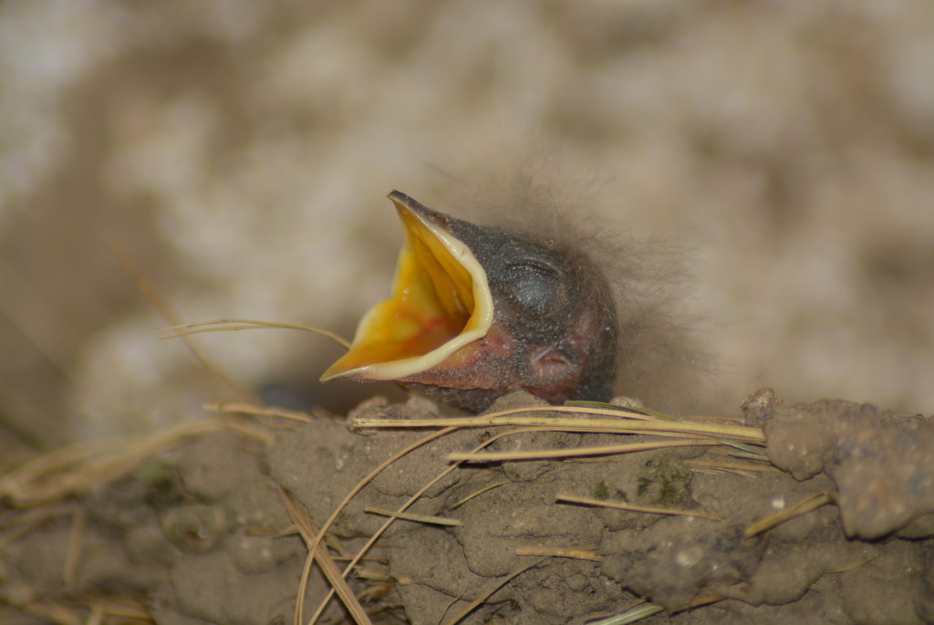 Hungry baby bird by fortong