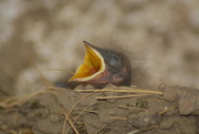 18th Jul 2015 - Hungry baby bird