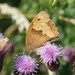 Meadow Brown Butterfly by philhendry