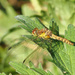 Female Common Darter by philhendry
