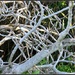 Winter branches by cruiser