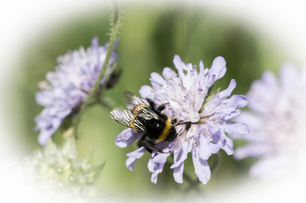More busy bees...... by susie1205