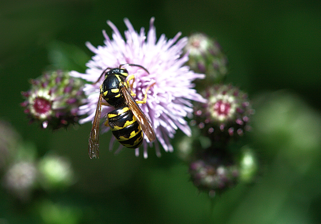 Wasp on Thistle by gardencat