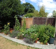 25th Jul 2015 - Vegetable plot is growing well