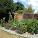 Vegetable plot is growing well by mattjcuk