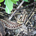 Eastern Garter Snake by skipt07