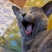 Yawn by katriak