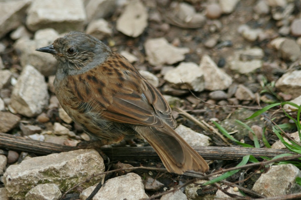 Dunnock by orchid99