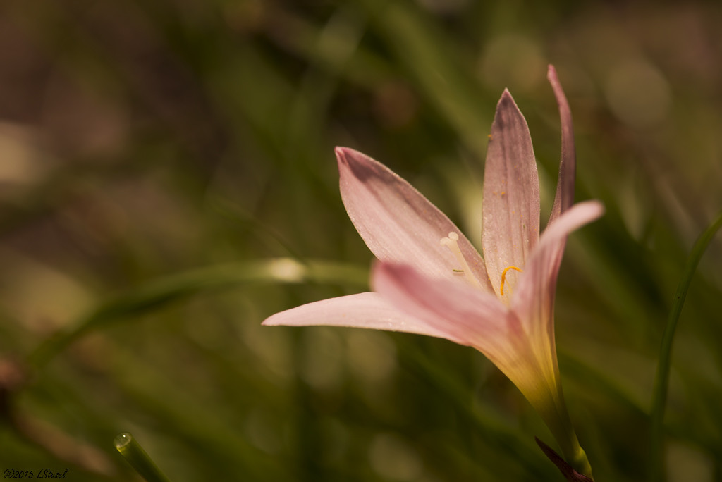 Rain Lily by lstasel