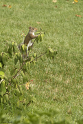 23rd Jul 2015 - Climbing for Berries