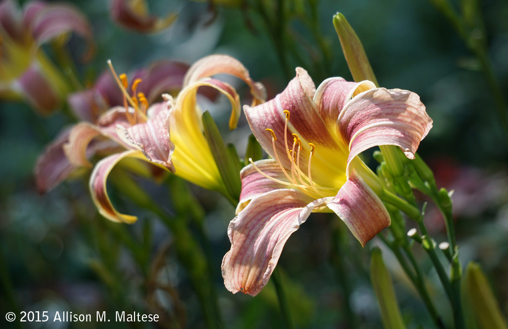 Day Lily by falcon11