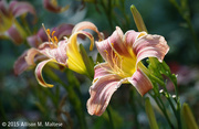 24th Jul 2015 - Day Lily